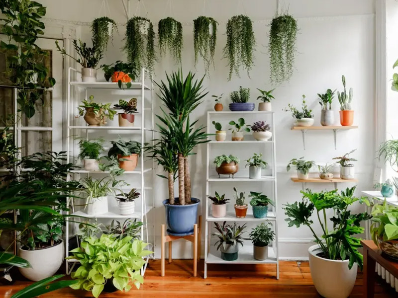 Mệnh Thủy hợp cây gì? 10+ loại cây để bàn hợp phong thủy