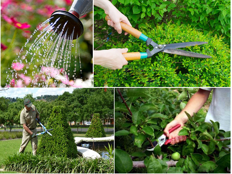 DỊCH VỤ BẢO DƯỠNG CÂY XANH